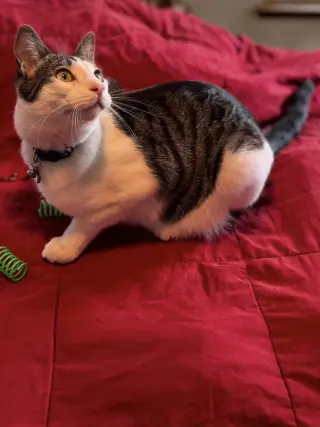 Kelly Cat