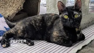 Pepper