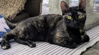 Pepper