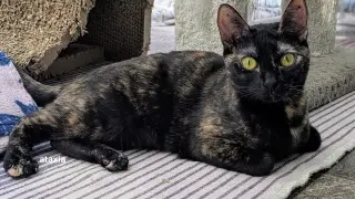 Pepper