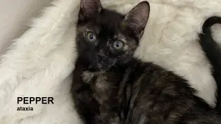 Pepper