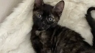 Pepper
