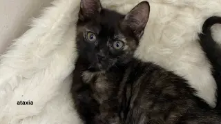 Pepper