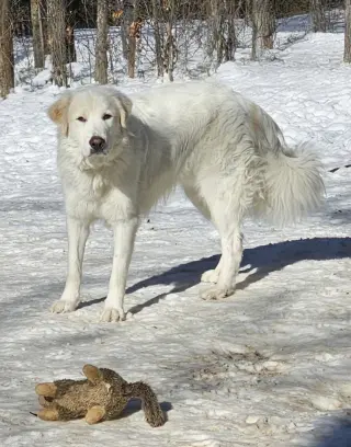 Roscoe-sweet boy