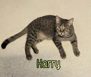 Harry