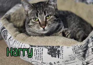 Harry