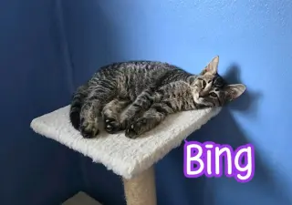 Bing