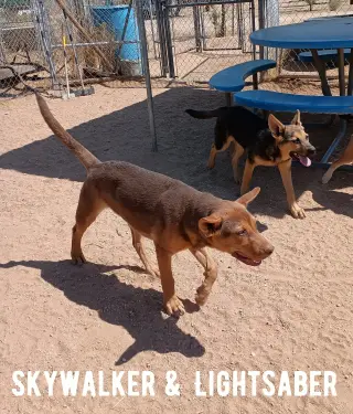 Skywalker