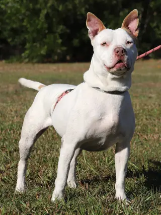 Pretty Lady