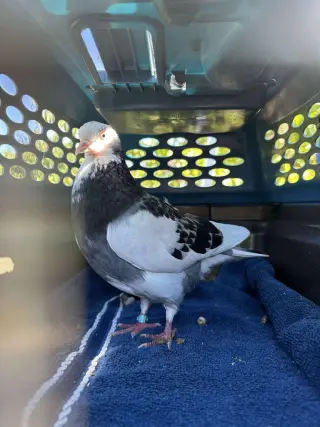 Olivia w/Freedom