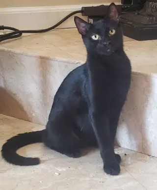 Marcel