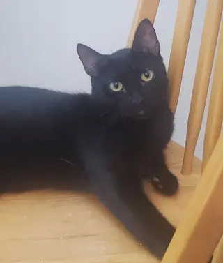 Marcel