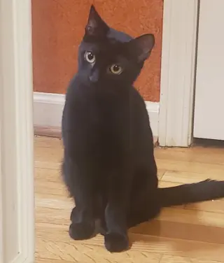 Marcel