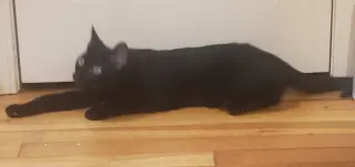 Marcel