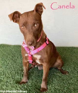 Canela