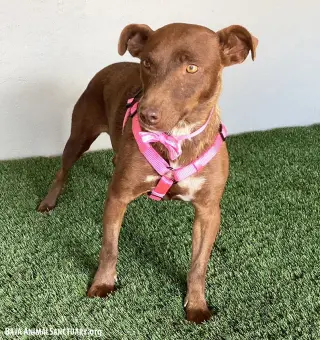 Canela
