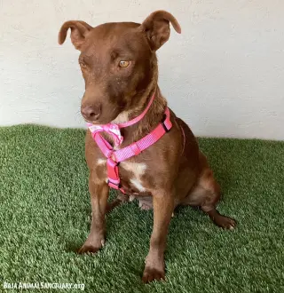 Canela