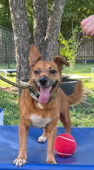 Auggie1