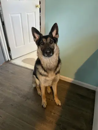 APOLLO (COURTESY POST)