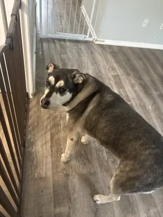 MAVERICK (COURTESY POST)