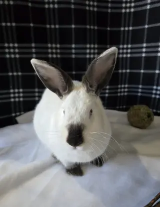 Lottie