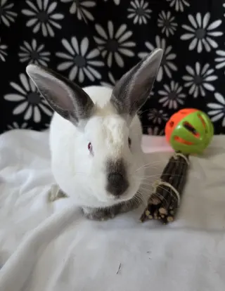 Agatha