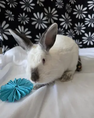 Agatha