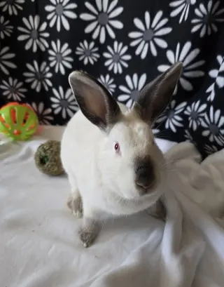 Agatha