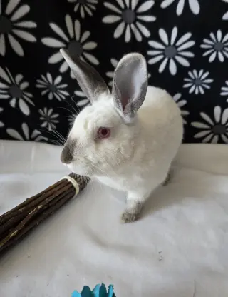 Agatha