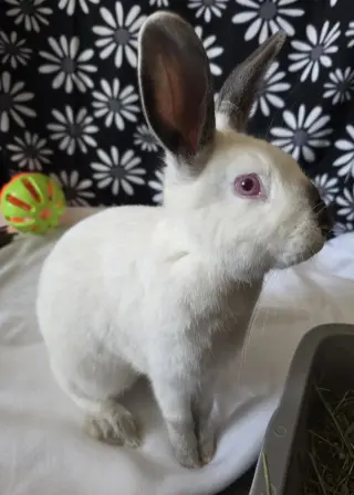 Agatha