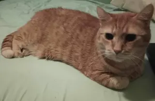 Hubert