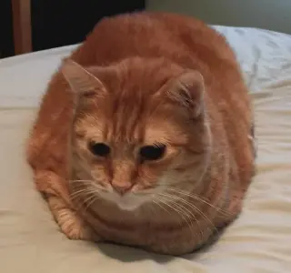 Hubert