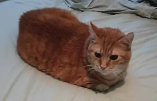 Hubert