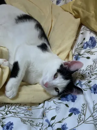 Jackson