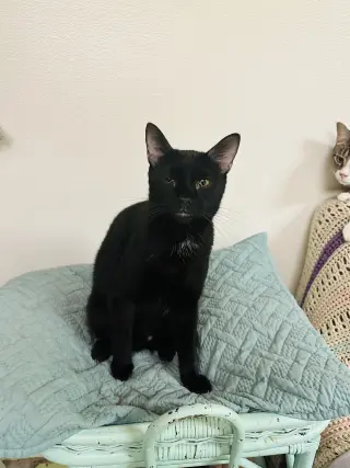 Ivan