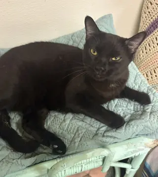 Ivan