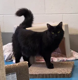 Salem