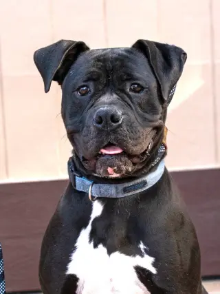 Diesel - Foster or Adopt Me!