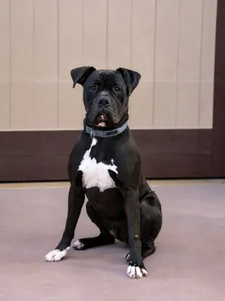 Diesel - Foster or Adopt Me!