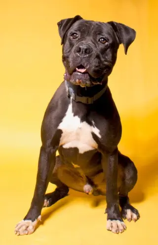 Diesel - Foster or Adopt Me!