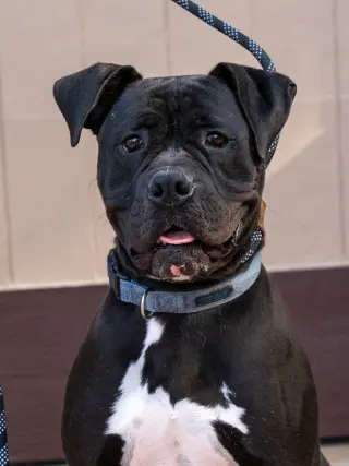 Diesel - Foster or Adopt Me!