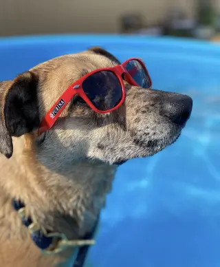Huckleberry