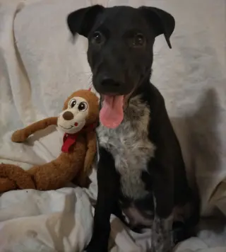 Stanley