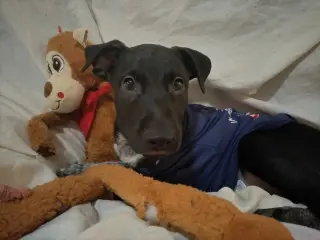 Stanley