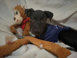 Stanley