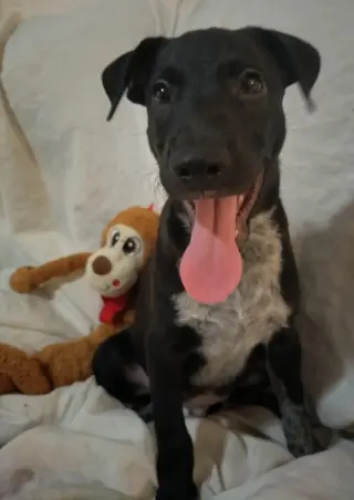 Stanley