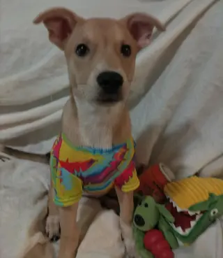 Tricia