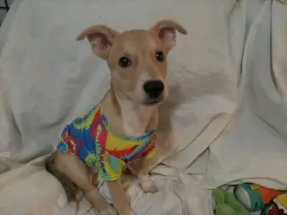 Tricia
