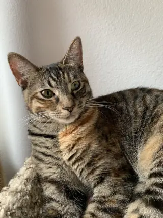 Munchkin