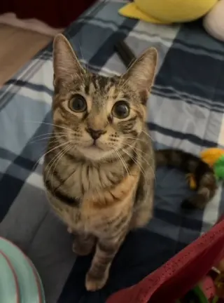 Munchkin